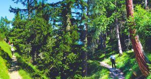 Sendero por el Bosque. Montañas Rofan, Tirol, Maurach. Austria.