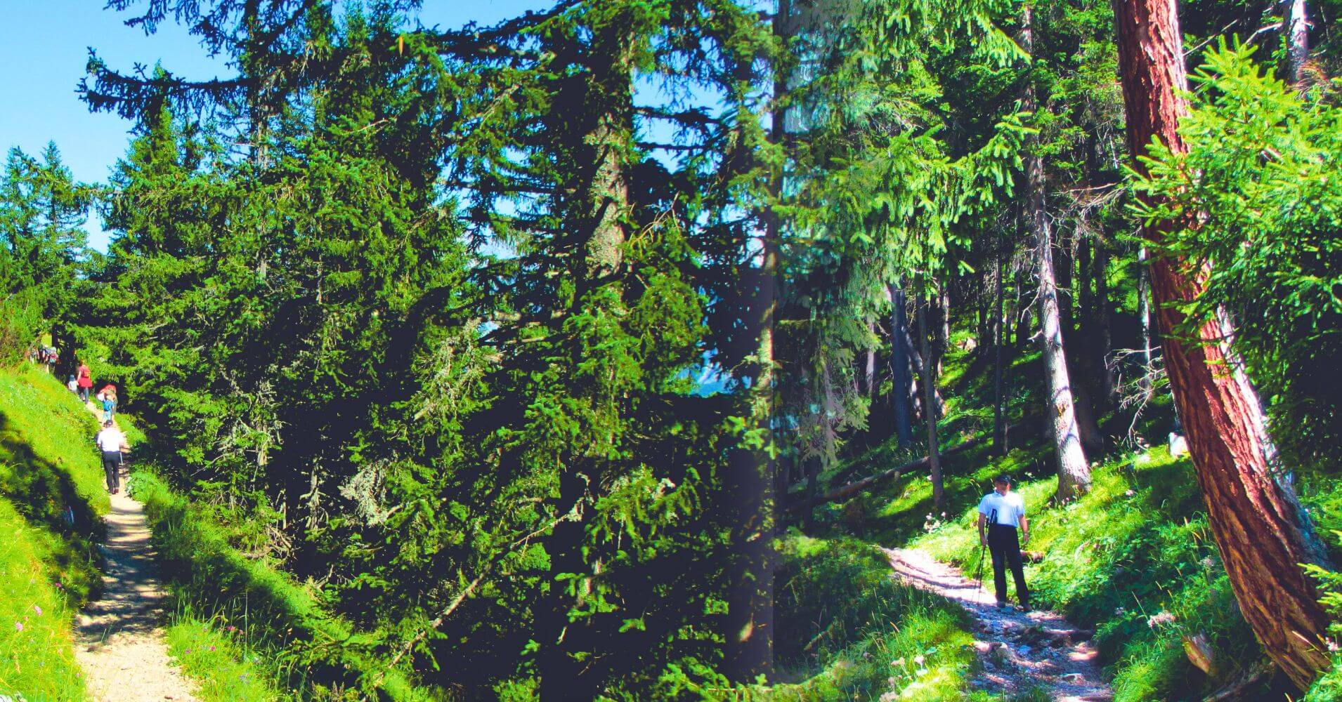 Sendero por el Bosque. Montañas Rofan, Tirol, Maurach. Austria.
