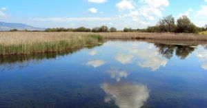 Tabla del Parque Nacional de las Tablas de Daimiel. Ciudad Real, Castilla la Mancha.