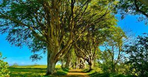 The Dark Hedges. Ruta Juego de Tronos. Irlanda del Norte.