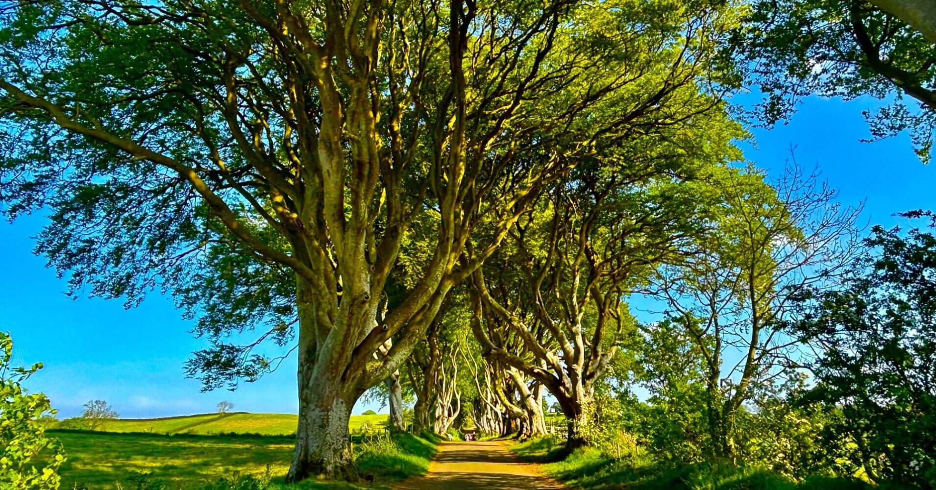 The Dark Hedges. Ruta Juego de Tronos. Irlanda del Norte.