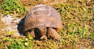 Tortuga Parque Nacional Everglades. Florida, Estados Unidos.