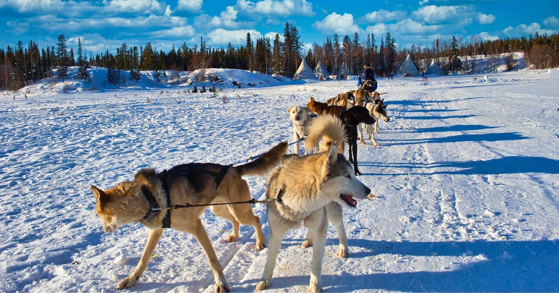 Trineo de Perros en Canadá.