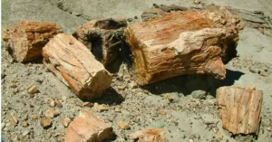 Troncos Petrificados del Bosque La Leona. Argentina.