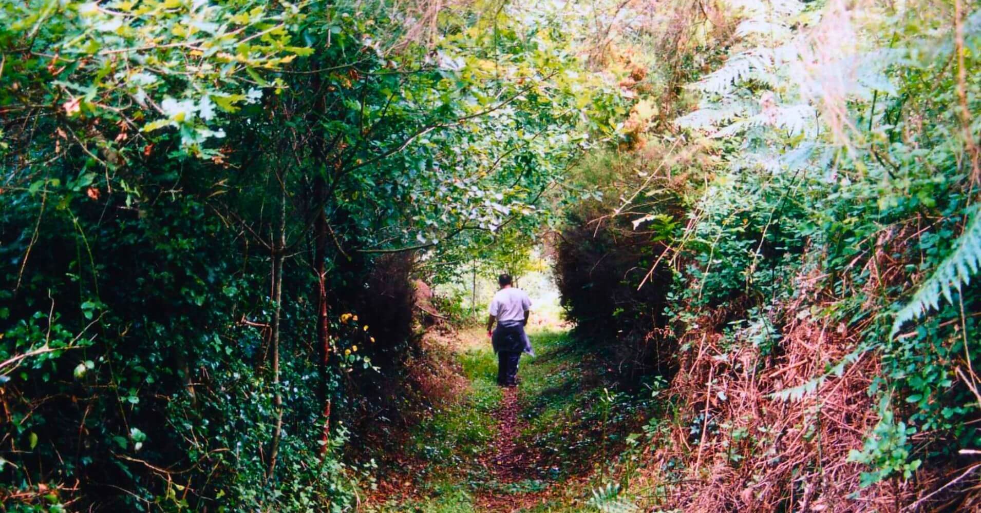 Túnel de Vegetación en la Ruta del Teixo. Asturias.