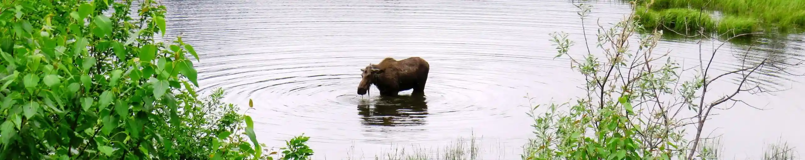 Una Semana en Alaska. Sentimientos encontrados. Alaska, Estados Unidos.