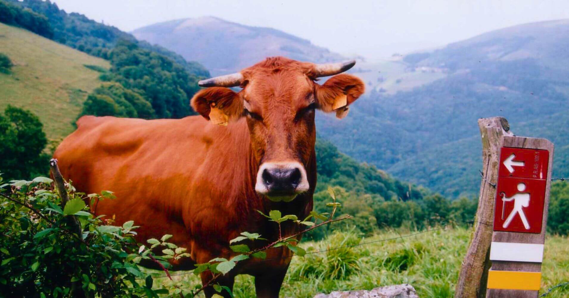 Vaca en el Camino de la Ruta del Teixo. Asturias.