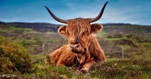 Vacas de las Higlands. Tierras Altas de Escocia. Reino Unido.