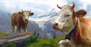 Vacas Pastando, Suiza.