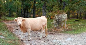 Vacas Sueltas en El Bosque de la Herrería. El Escorial, Madrid.