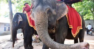 Viajar a Camboya. Parada de Elefantes, Templos de Angkor.