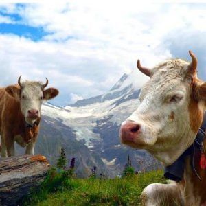 Viajar a Suiza.