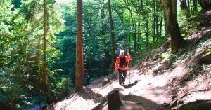 Vuelta por el Bosque del Cañón de las Siete Escaleras (Canionul Sapte Scări). Montes Cárpatos. Timisu de Jos. Brasov. Transilvania. Rumanía.