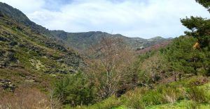 Zona de Vegetación del Río Sorbe. Sierra de Ayllón. Guadalajara, Castilla la Mancha.